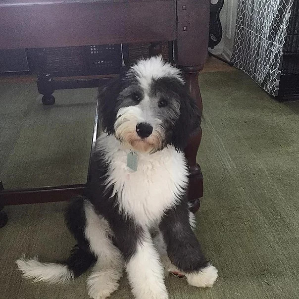 Sheepadoodle Puppies For Sale Fort Mill